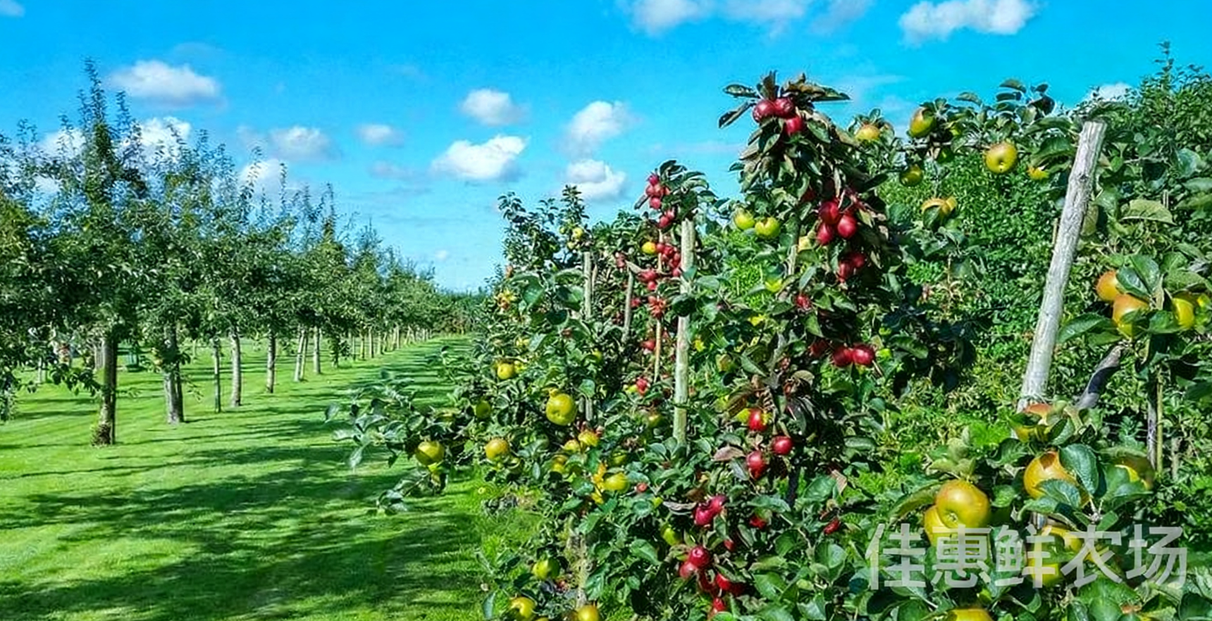 送菜公司?與您探討老年人秋季養(yǎng)生應(yīng)該吃哪些水果?