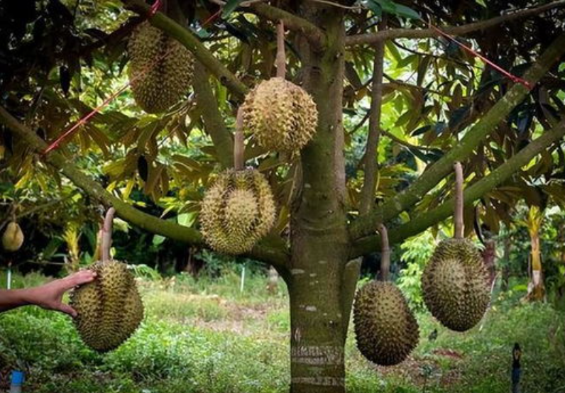 蔬菜配送中心分享報(bào)道:菲律賓榴蓮對華出口帶來新生機(jī)